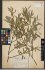 Foto von Salix alba L.